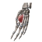 Adductor pollicis muscle