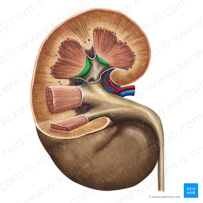 Papila renal (Papilla renalis); Imagem: Irina Münstermann