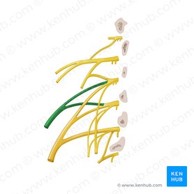 Lateral femoral cutaneous nerve (Nervus cutaneus lateralis femoris); Image: Begoña Rodriguez