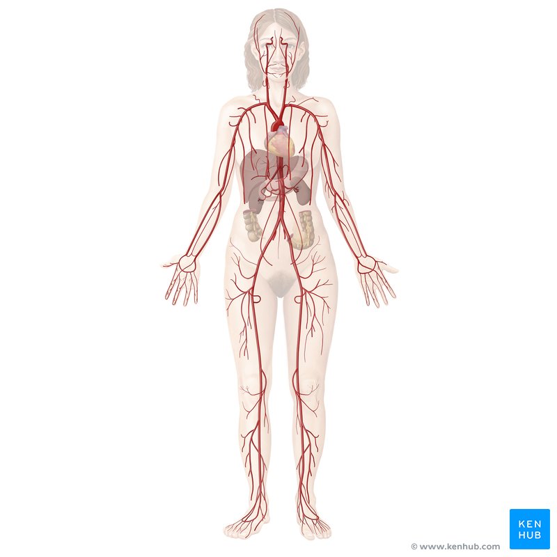 Diagrammatic representation of the cardiovascular system, including the heart the arteries, superimposed onto a female figure.