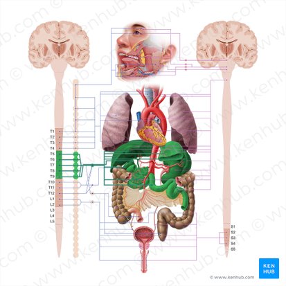 Greater thoracic splanchnic nerve (Nervus splanchnicus thoracicus major); Image: Paul Kim