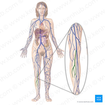 Small saphenous vein (Vena saphena parva); Image: Begoña Rodriguez