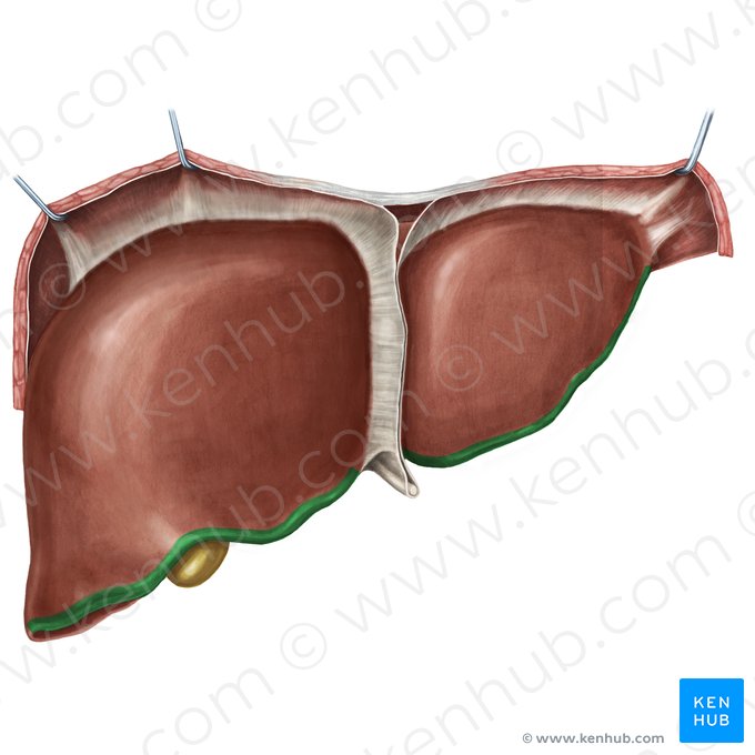 Inferior border of liver (Margo inferior hepatis); Image: Irina Münstermann