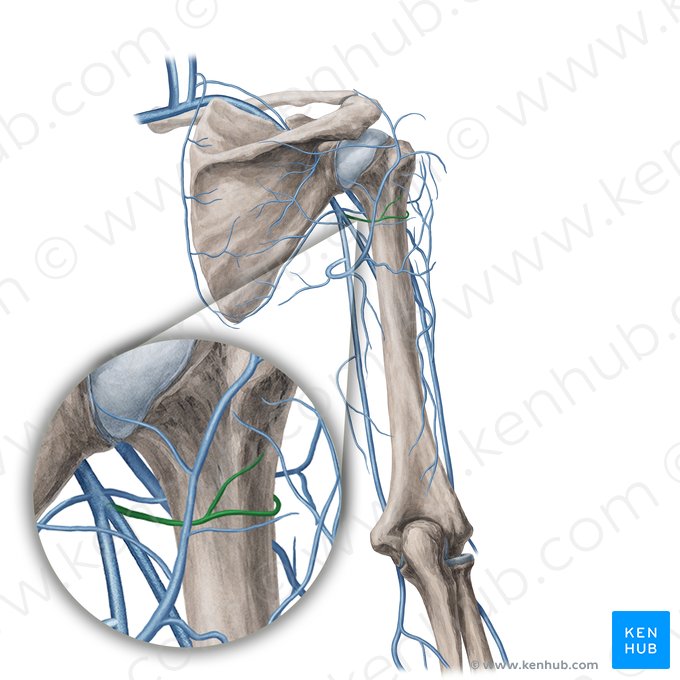 Vena circunfleja posterior del húmero (Vena circumflexa posterior humeri); Imagen: Yousun Koh