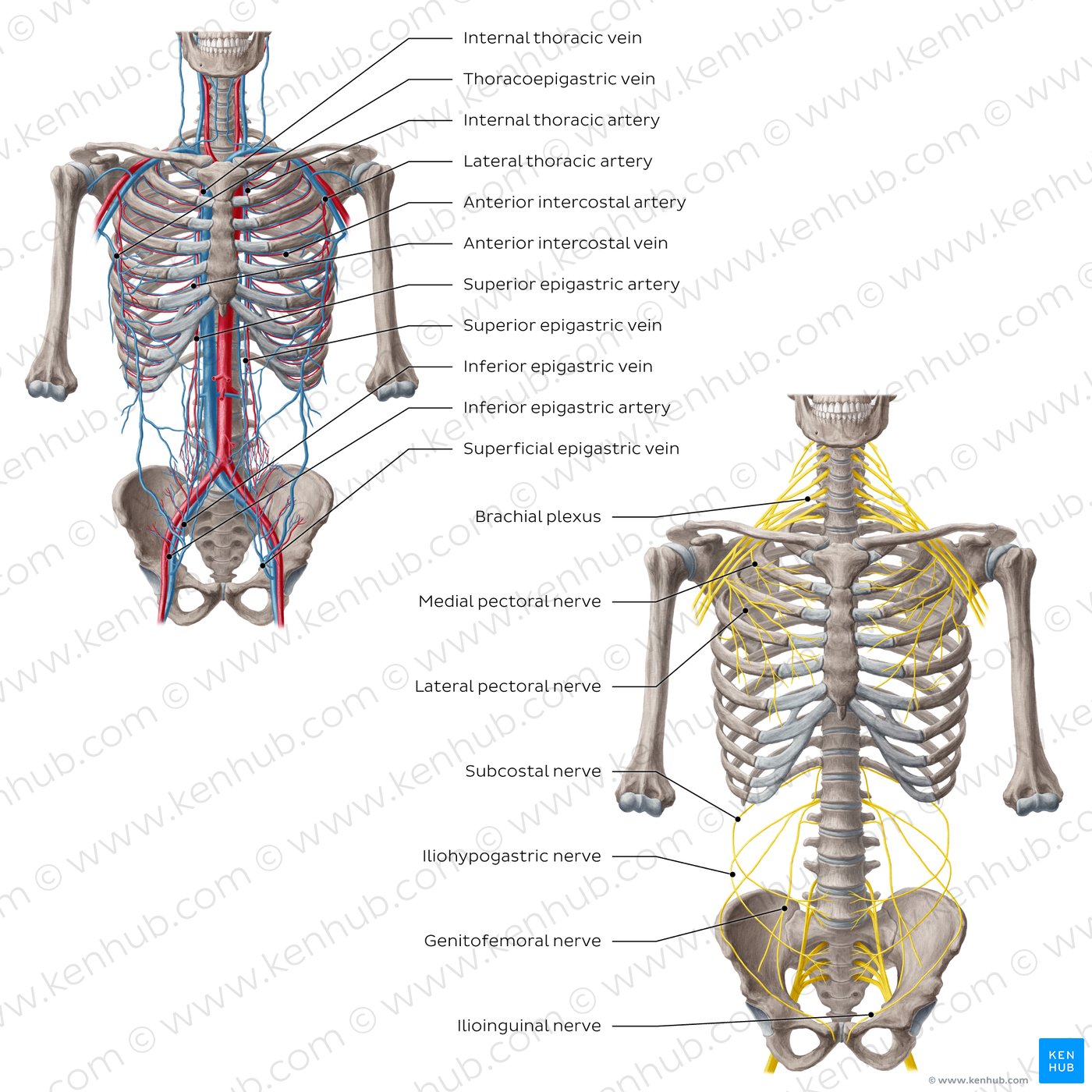 Arteries, veins and nerves of the trunk (diagram)