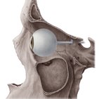 Optic nerve
