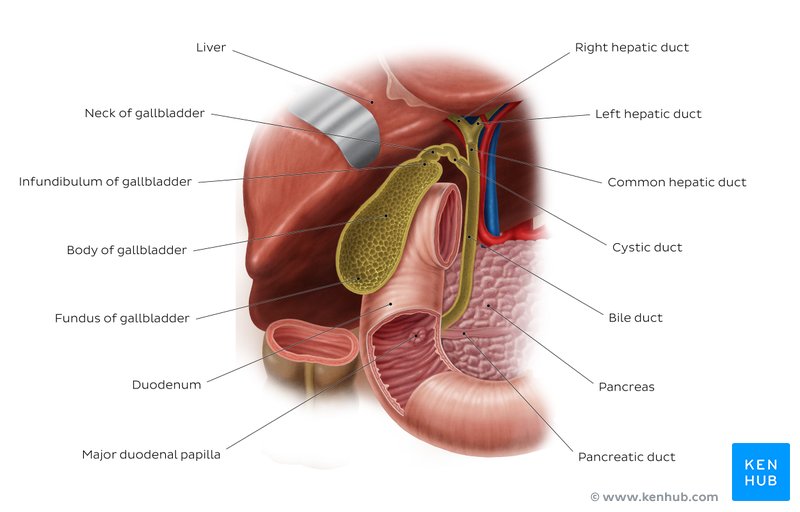 Anatomy of the biliary system and gallbladder location: Anterior view