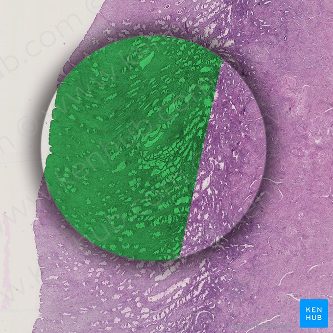 Functional layer of endometrium; Image: 