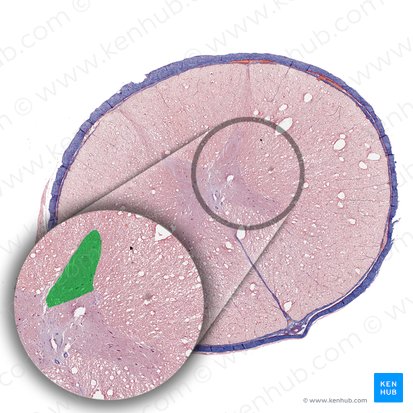 Corno posterior da medula espinal (Cornu posterius medullae spinalis); Imagem: 