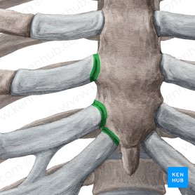 Sternochondral joints (Articulationes sternochondrales); Image: Yousun Koh
