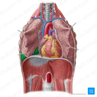 Lobo inferior do pulmão direito (Lobus inferior pulmonis dextri); Imagem: Yousun Koh