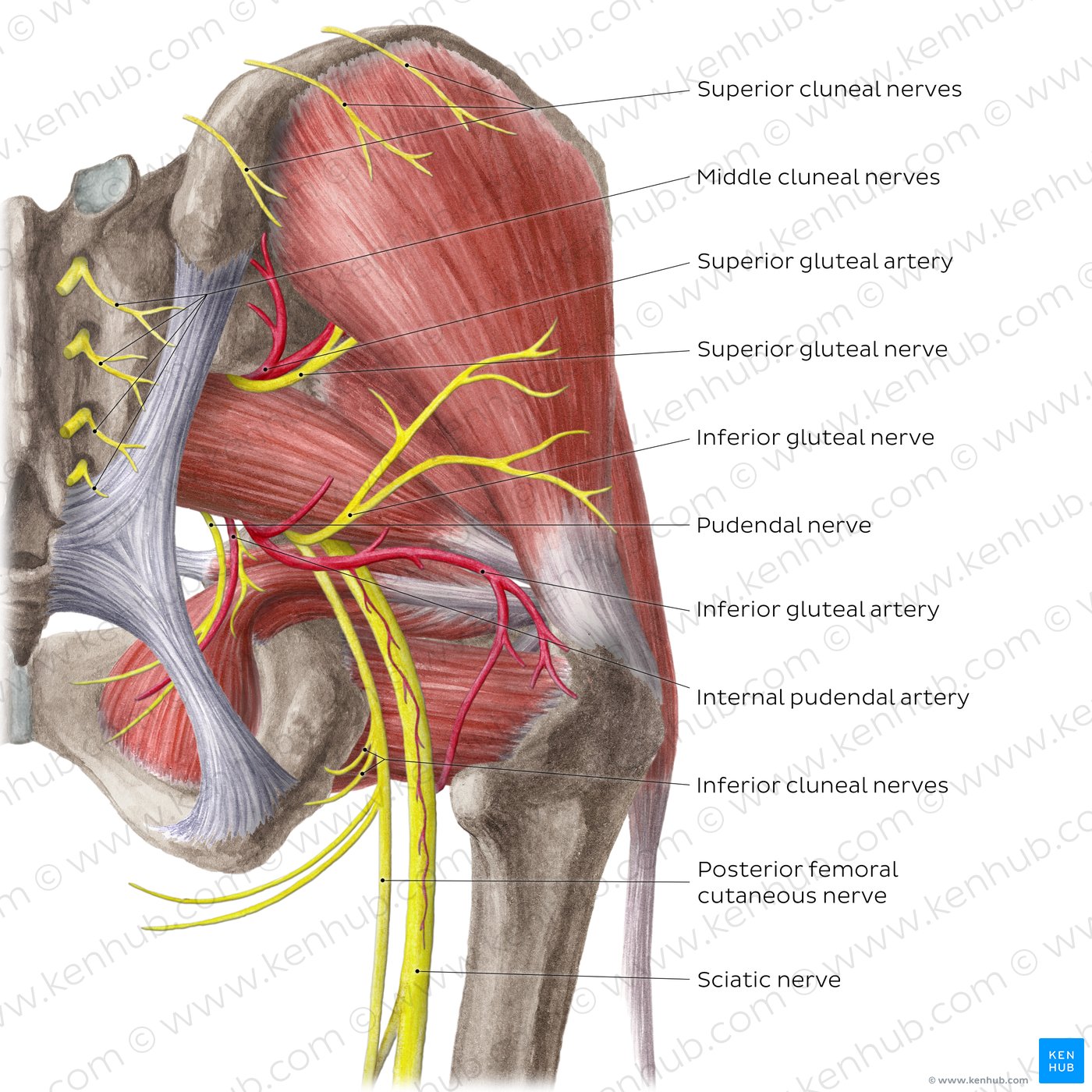 Arteries and nerves of the hip and thigh (posterior view)