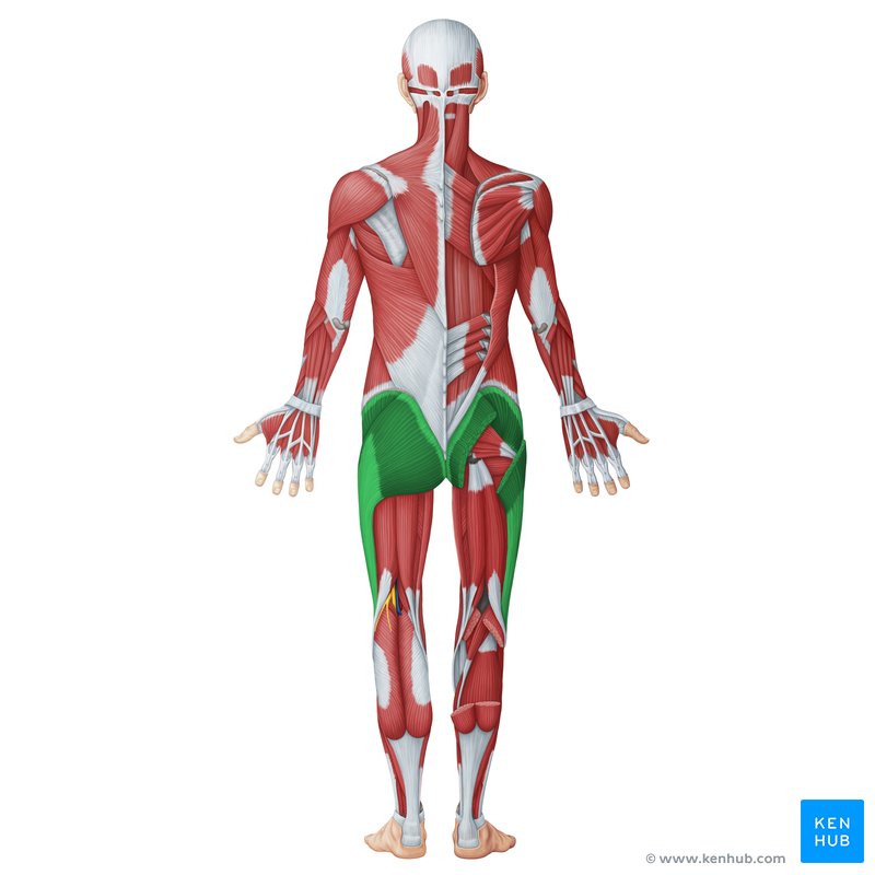 Leg and shop butt muscles