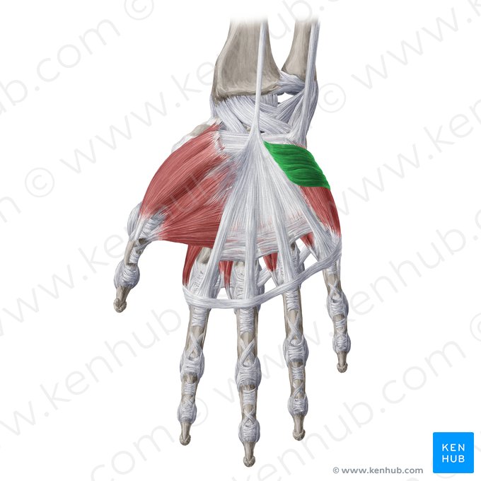 Músculo palmar curto (Musculus palmaris brevis); Imagem: Yousun Koh