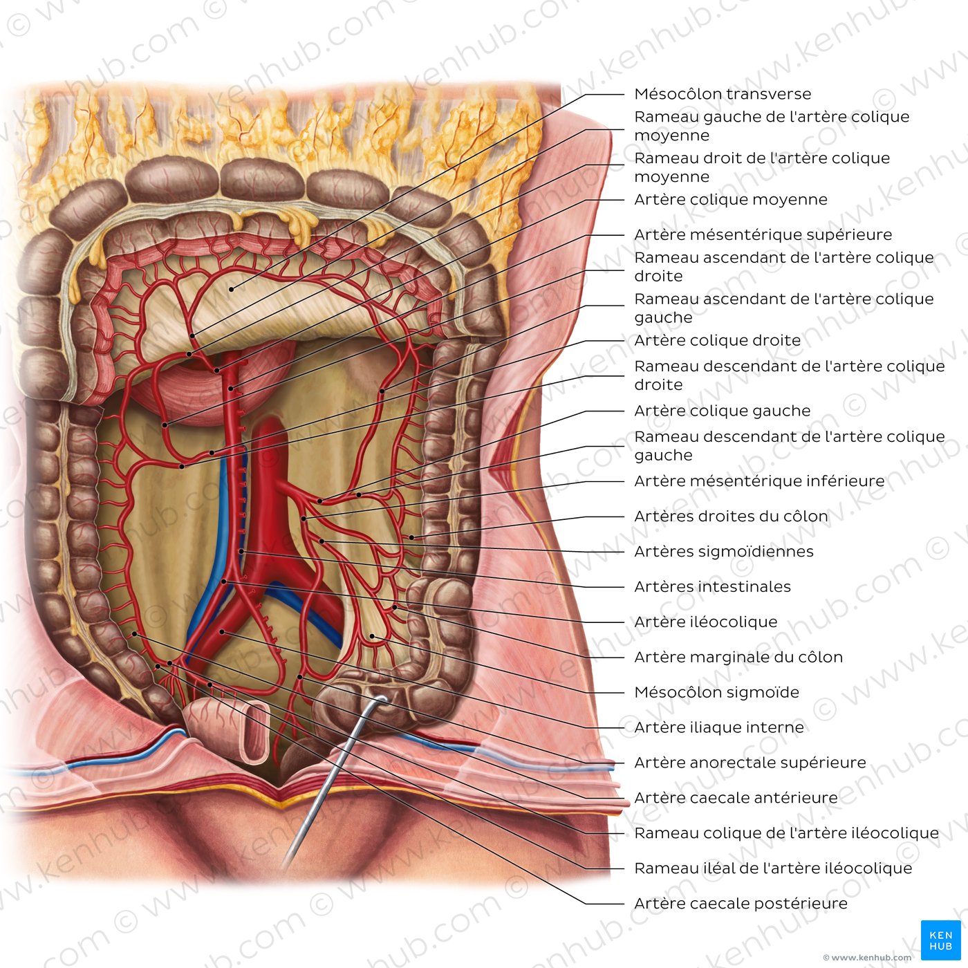 Arteries of the large intestine