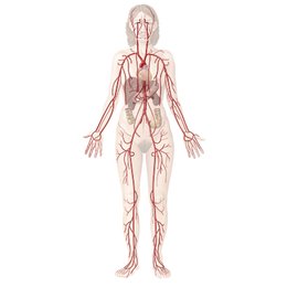 Système cardiovasculaire
