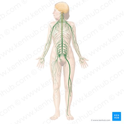 Sistema nervoso periférico (Systema nervosum periphericum); Imagem: Begoña Rodriguez