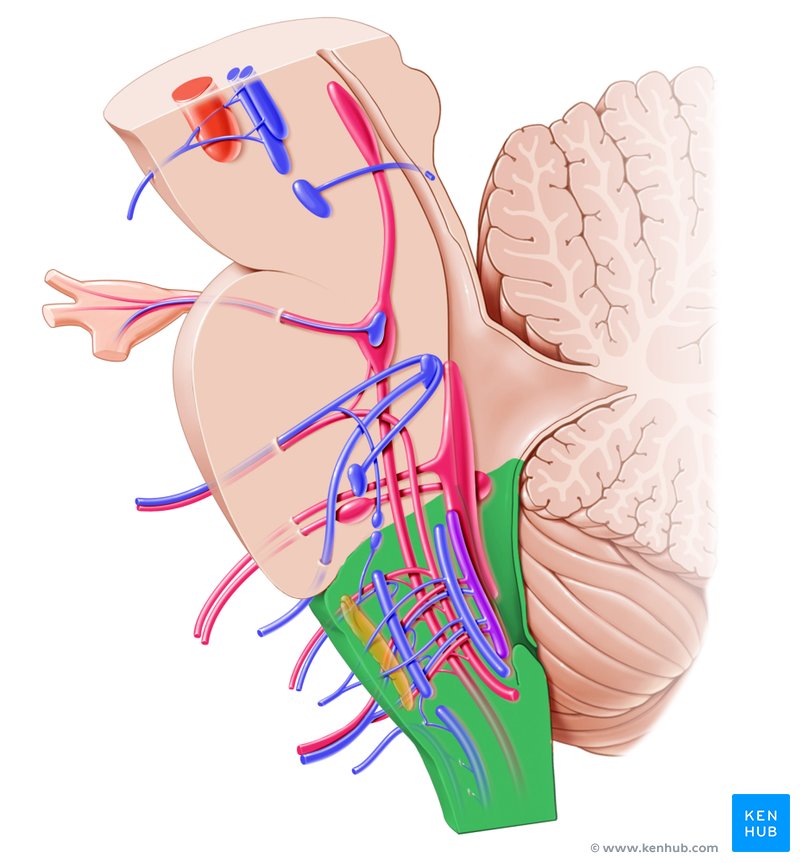 Medulla oblongata