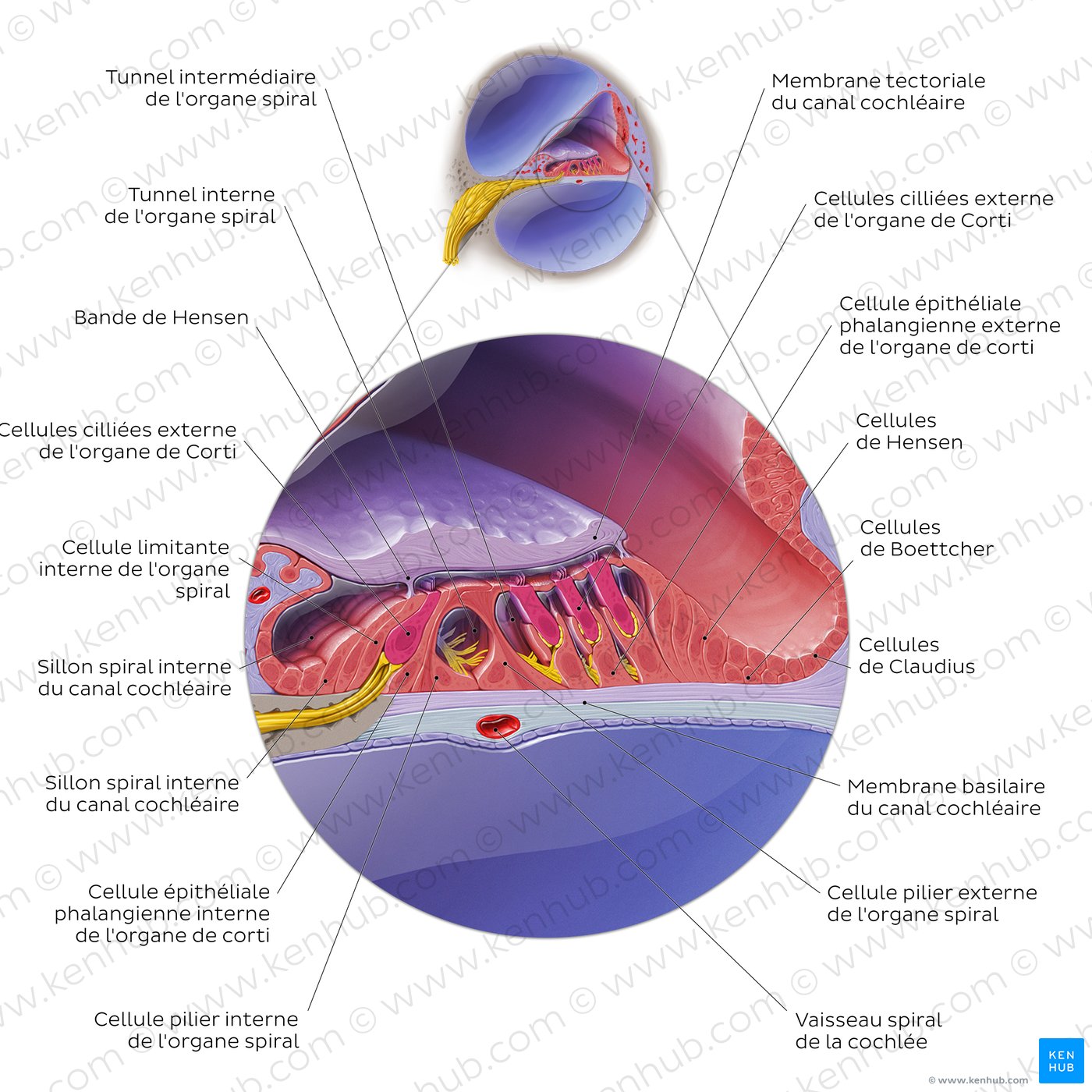 Anatomie de l'organe spiral de Corti en coupe transversale (schéma)