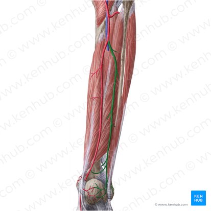 Artère fibulaire (Arteria fibularis); Image : Liene Znotina