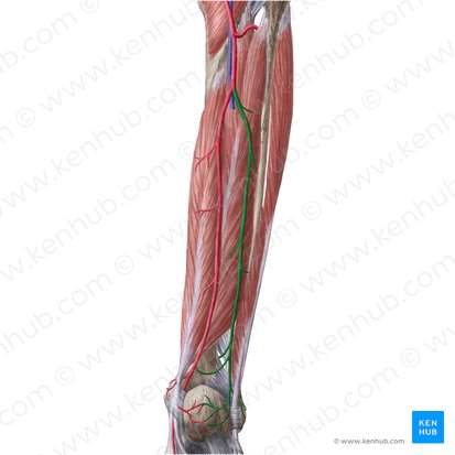 Arteria fibularis (Wadenbeinarterie); Bild: Liene Znotina