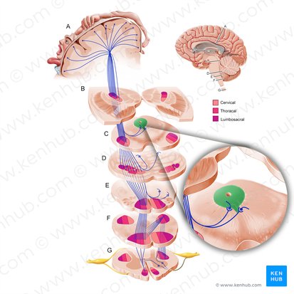 Periaqueductal gray substance (Substantia grisea periaquaeductalis); Image: Paul Kim