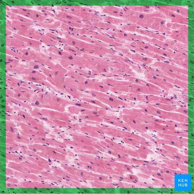 Cardiac muscle (Textus muscularis cardiacus); Image: 