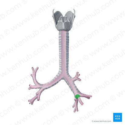 Bronchus lobaris inferior dexter (Rechter unterer Lappenbronchus); Bild: Begoña Rodriguez