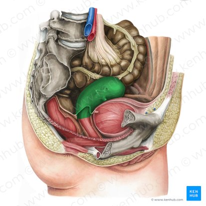 Útero (Uterus); Imagen: Irina Münstermann