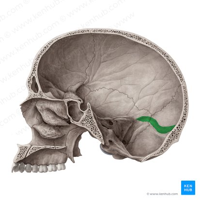 Sulcus sinus transversi ossis occipitalis (Graben des querverlaufenden Blutleiters des Hinterhauptbeins); Bild: Yousun Koh