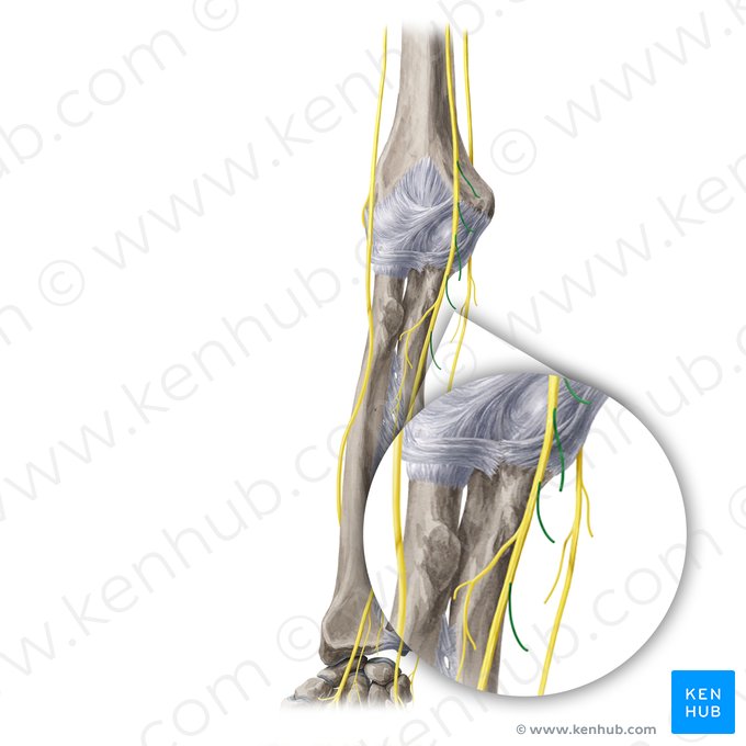 Ramos musculares del nervio mediano (Rami musculares nervi mediani); Imagen: Yousun Koh