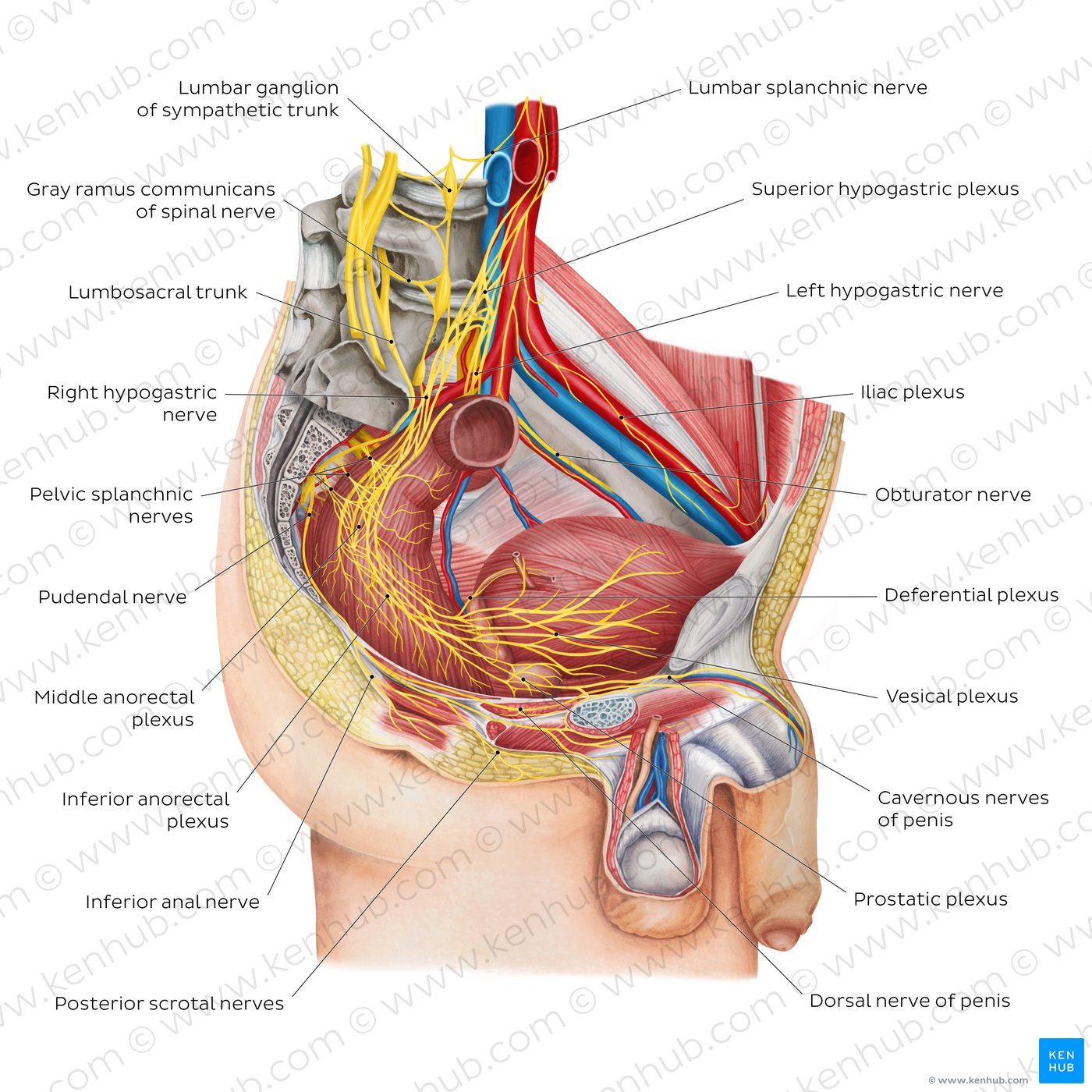 Nerves of the male pelvis