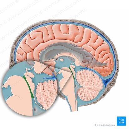 Acueducto mesencefálico (Aqueductus cerebri); Imagen: Paul Kim