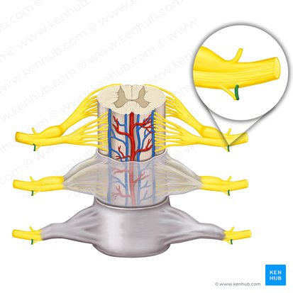 Ramus communicans albus nervi spinalis (Weißer Verbindungsast des Spinalnerven); Bild: Rebecca Betts
