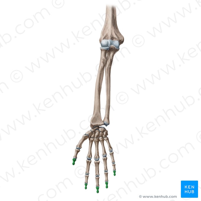Phalanx distalis manus (Endglied der Finger); Bild: Yousun Koh