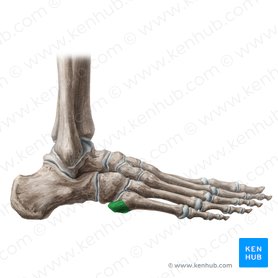 Tuberosity of 5th metatarsal bone (Tuberositas ossis metatarsi 5); Image: Liene Znotina