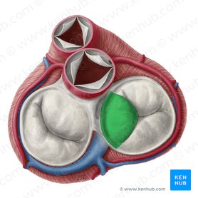Septal leaflet of right atrioventricular valve (Cuspis septalis valvae atrioventricularis dextrae); Image: Yousun Koh