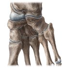 Cuneiform bones
