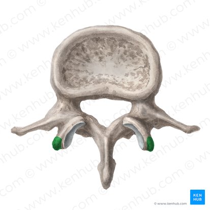 Mammillary process of lumbar vertebra (Processus mammillaris vertebrae lumbalis); Image: Liene Znotina