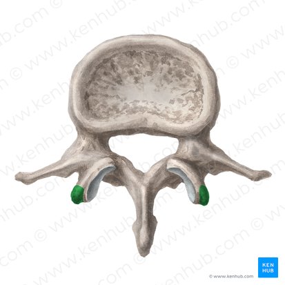 Lumbar vertebrae: anatomy of the bony lumbar spine