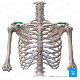 1/3 lateral da clavícula (Pars lateralis claviculae); Imagem: Yousun Koh