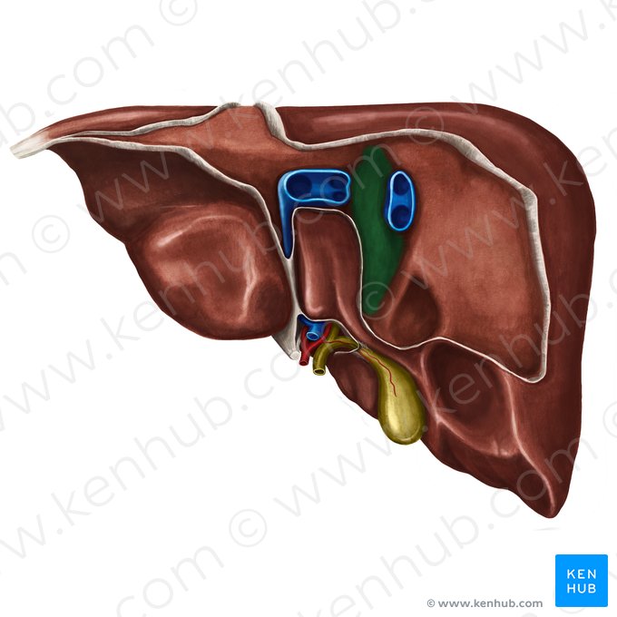 Groove for inferior vena cava (Sulcus venae cavae inferioris); Image: Irina Münstermann