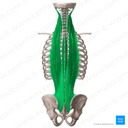 Muscle érecteur du rachis (Musculus erector spinae); Image : Yousun Koh