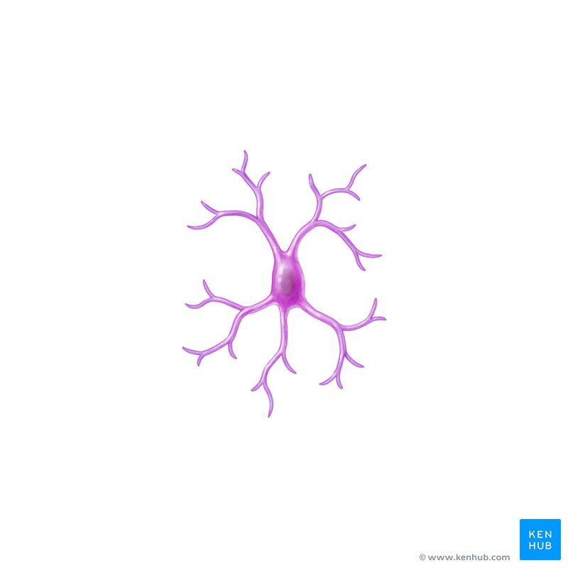 Esquema de microglia
