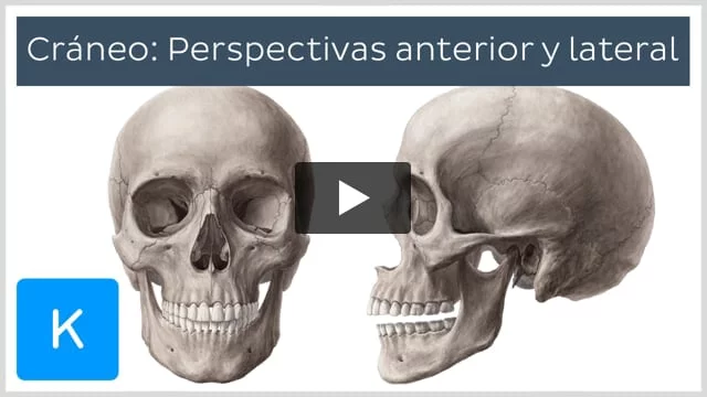 Huesos de la cara (Viscerocráneo): Anatomía y estructura
