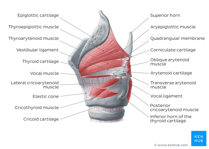 Muscles of the larynx (overview diagram)