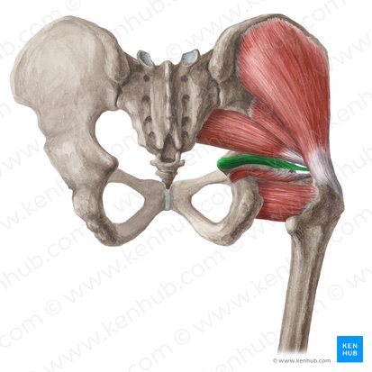 Músculo gêmeo superior (Musculus gemellus superior); Imagem: Liene Znotina