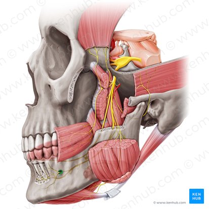 Foramen mentale mandibulae (Kinnloch); Bild: Paul Kim