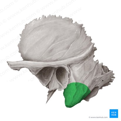 Mastoid process of temporal bone (Processus mastoideus ossis temporalis); Image: Samantha Zimmerman