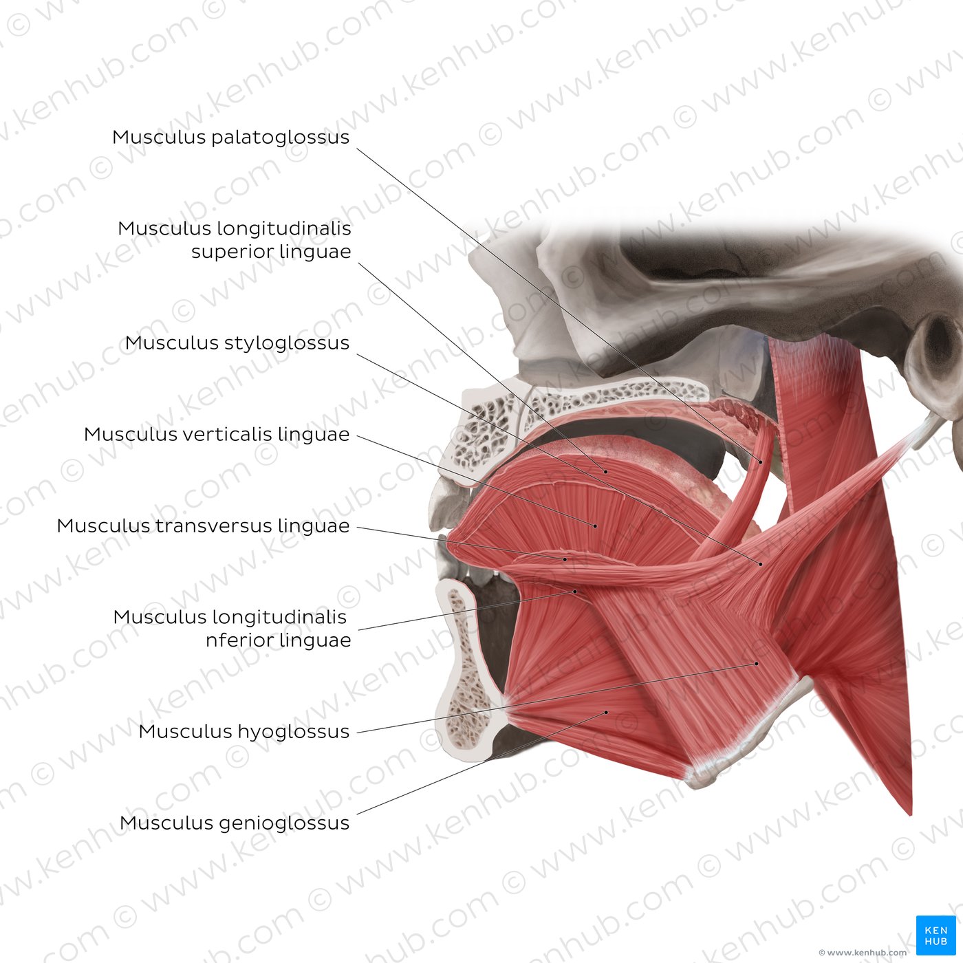 Sagittale Ansicht der Zungenmuskulatur